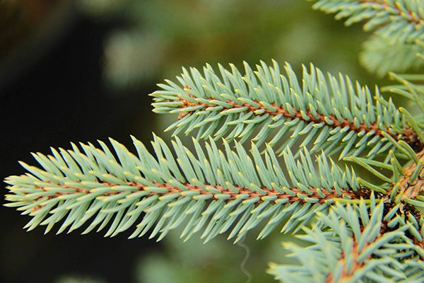 baby blue eyes spruce cone