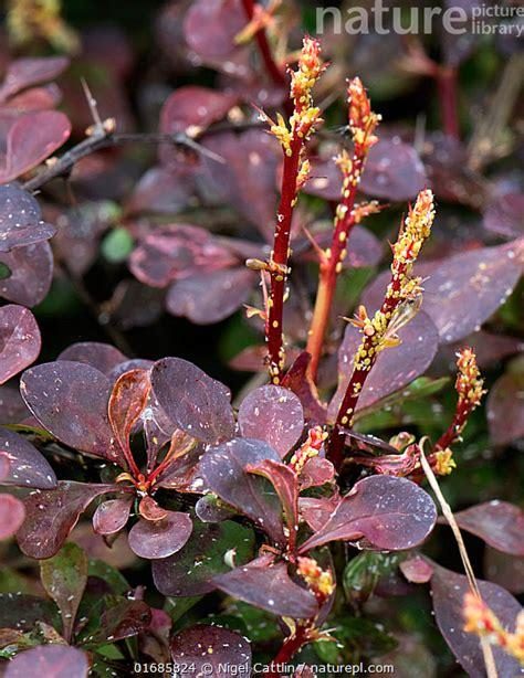 Barberry — Aphids