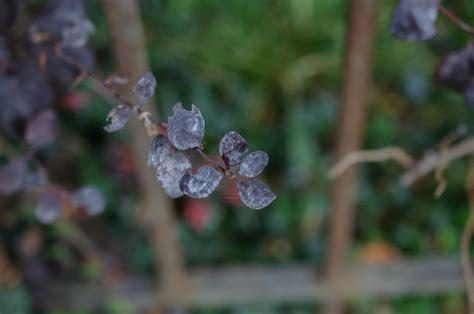 Barberry — Scale Insects (ex: Lecanium scale)
