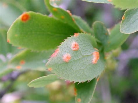 Barberry — Leaf Spot / Foliar Blight (anthracnose-type spotting)
