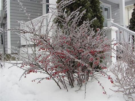 Barberry — Rust Disease