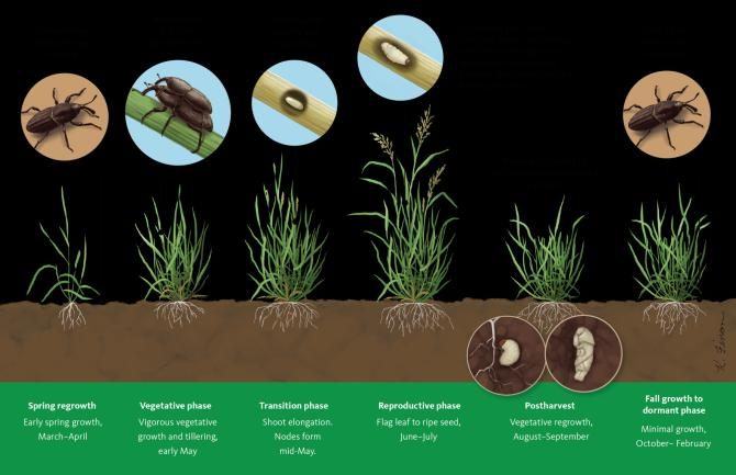 Billbug (Turf Insect Damage) diagnostic reference photograph
