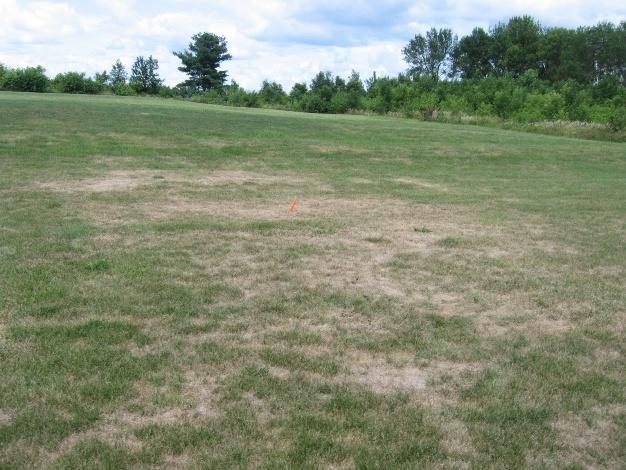 Billbug (Turf Insect Damage) diagnostic reference photograph