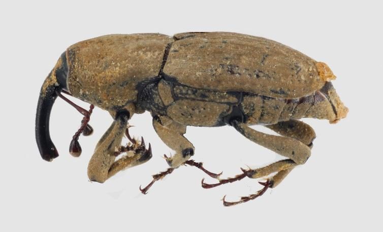 Billbug (Turf Insect Damage) diagnostic reference photograph