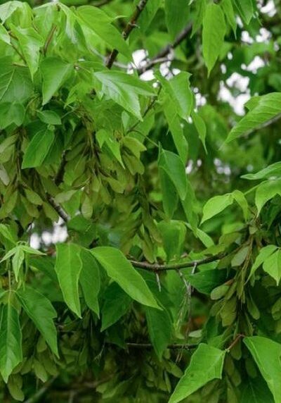 Boxelder in a Colorado landscape