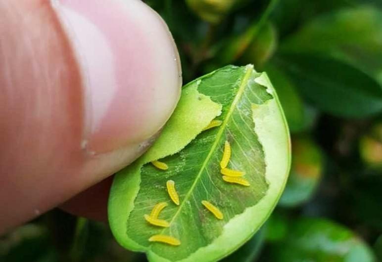 Boxwood — Boxwood Leafminer