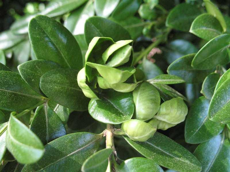 Boxwood — Boxwood Leafminer