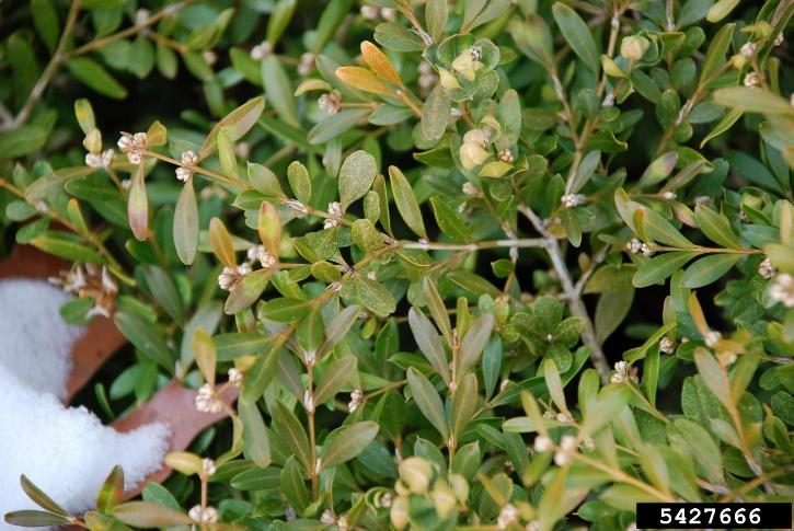 Boxwood — Boxwood Psyllid