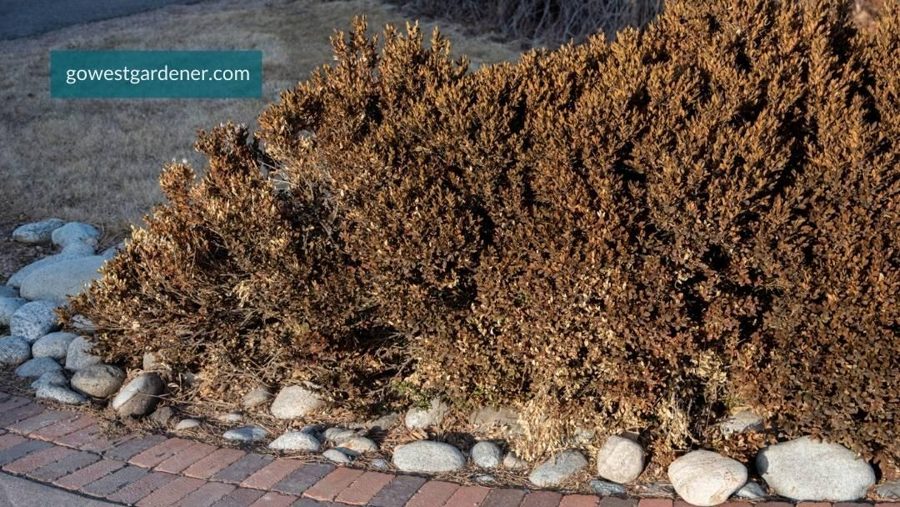 Boxwood — Boxwood Dieback (Fungal Complex)