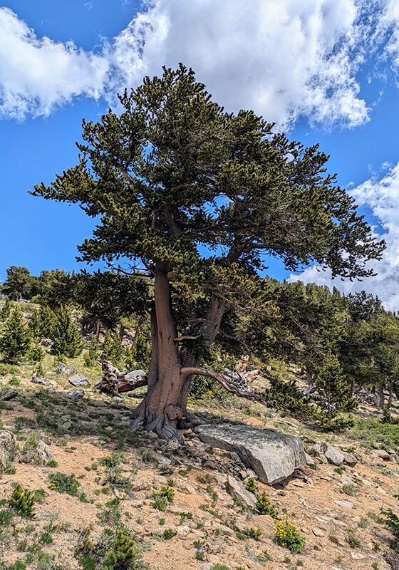 Bristlecone Pine in a Colorado landscape