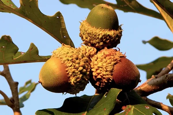 bur oak tree branch