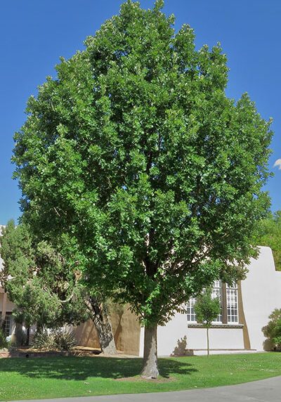 Bur Oak in a Colorado landscape