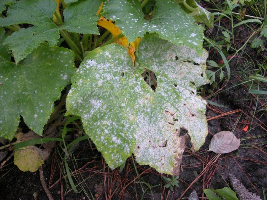 Burning Bush — Spider Mites