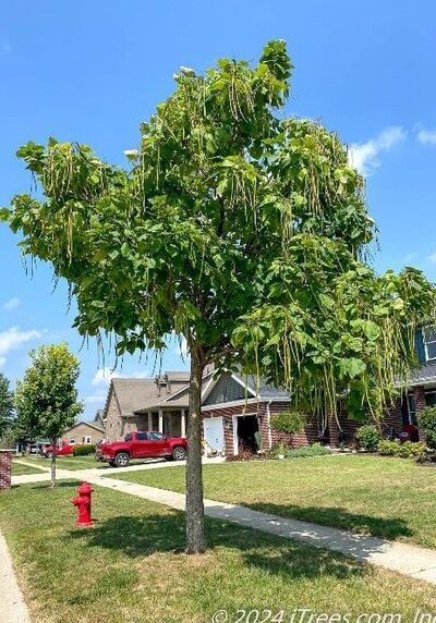Catalpa in a Colorado landscape