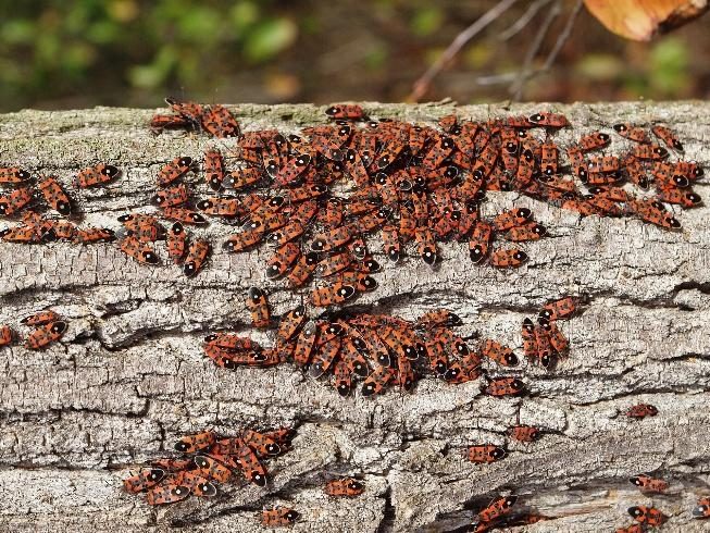 Chinch Bugs (Turf) diagnostic reference photograph