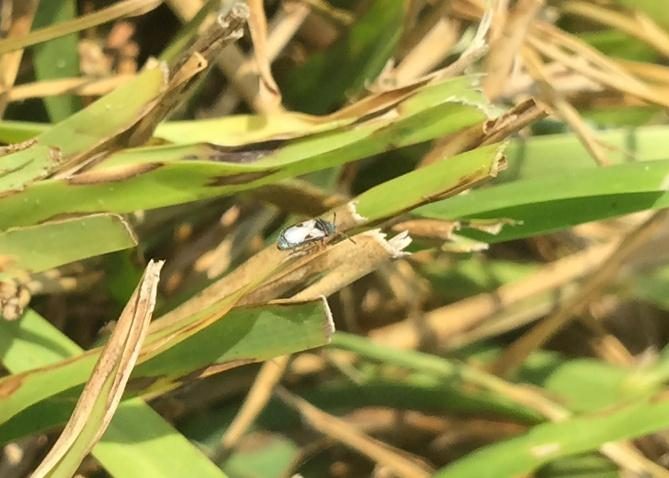 Chinch Bugs (Turf) diagnostic reference photograph