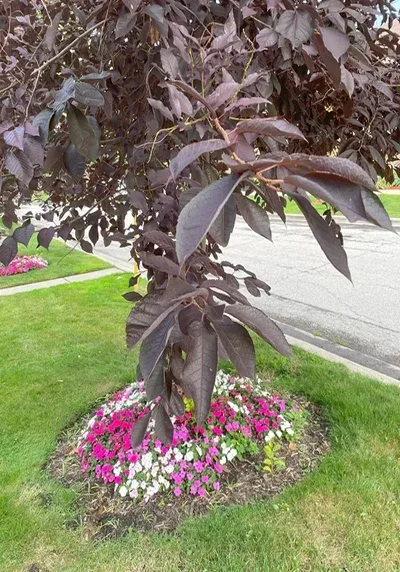 Chokecherry Tree in a Colorado landscape