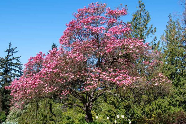 chokecherry canada red tree