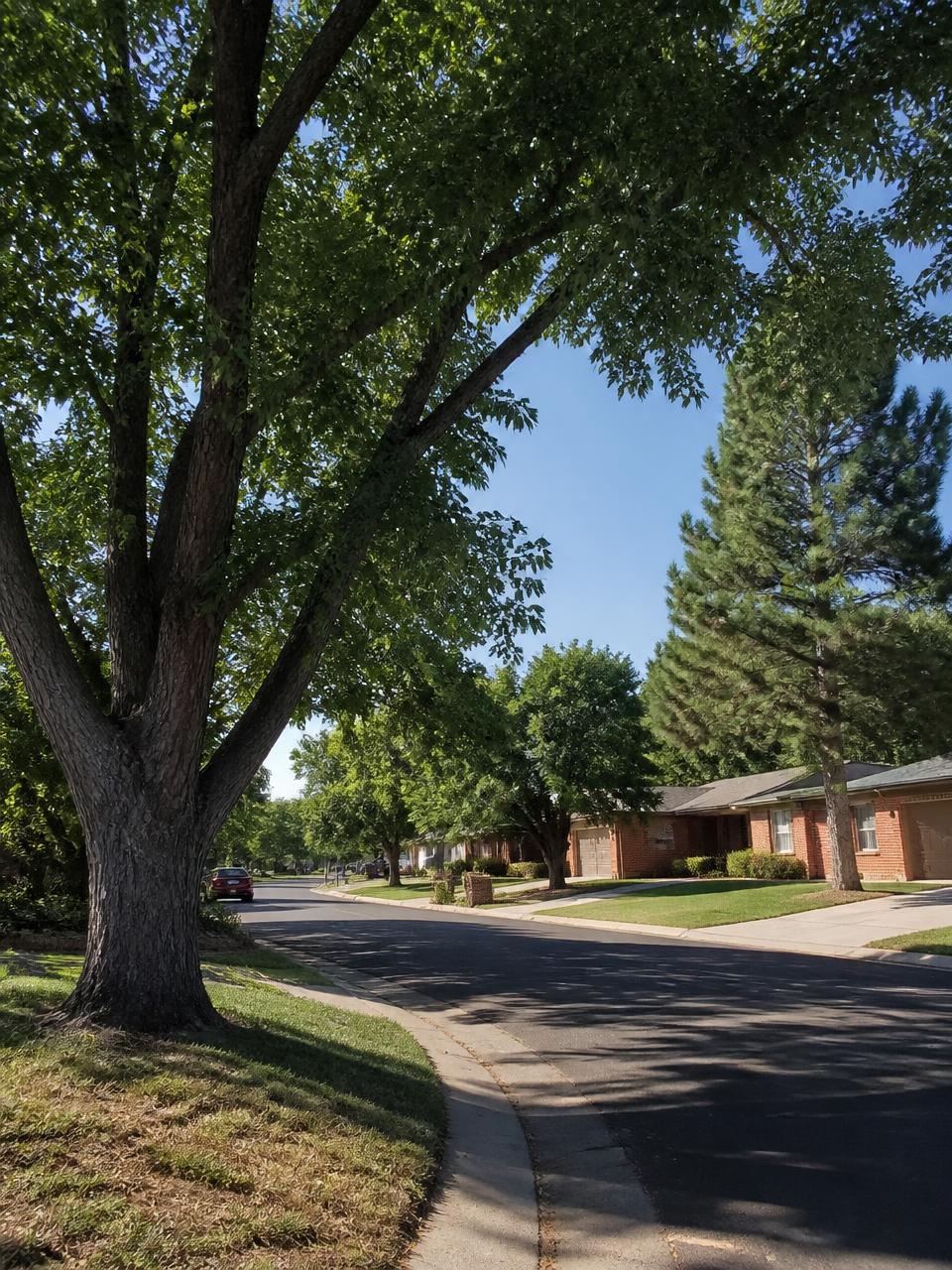 Mature shade trees lining a residential street in Aurora, Colorado