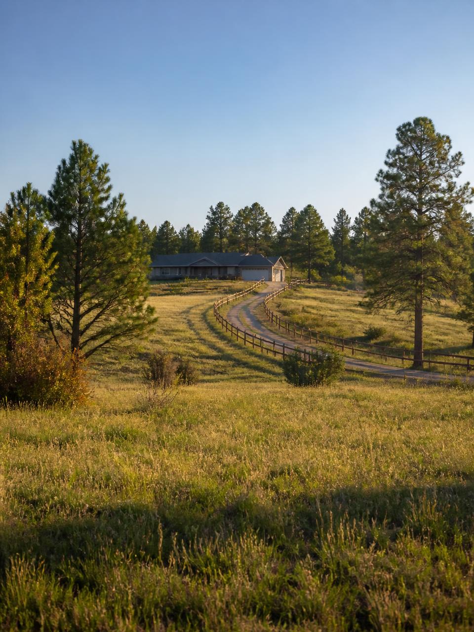 Ponderosa pines over rolling acreage at a Franktown, Colorado property