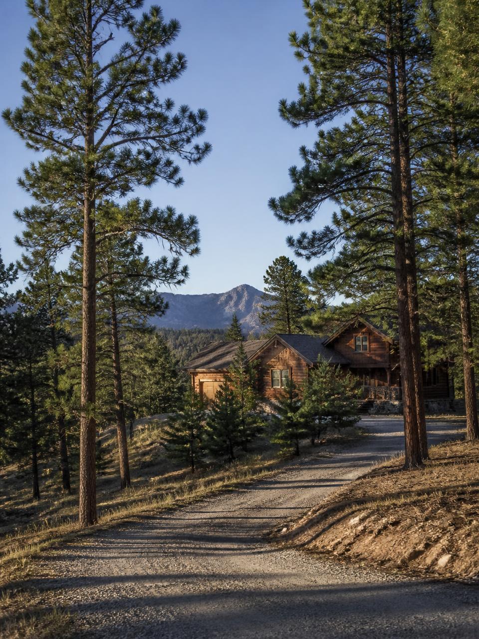 Native ponderosa pines on a wooded Larkspur, Colorado acreage property