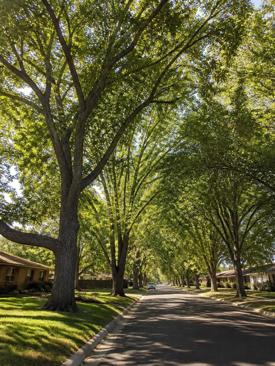 Mature tree canopy shading an established residential street in Littleton, Colorado