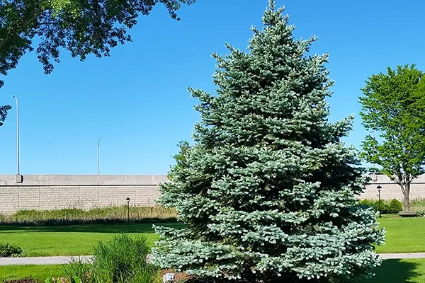 colorado blue spruce