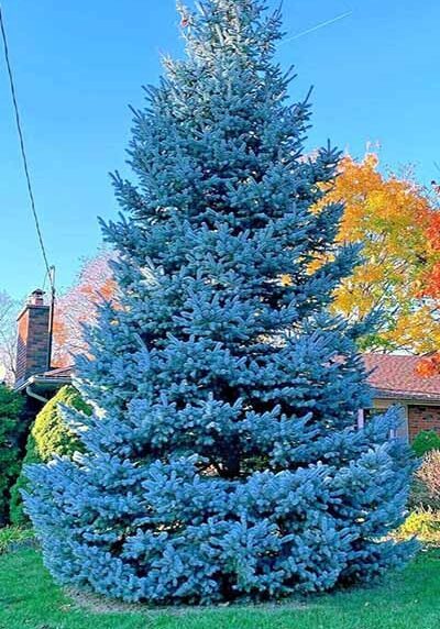 Colorado Blue Spruce in a Colorado landscape