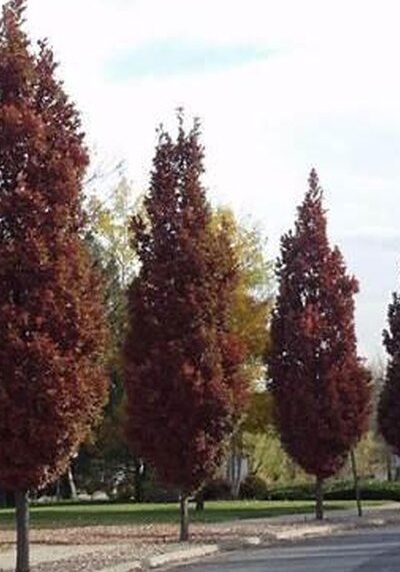 Columnar Oak in a Colorado landscape