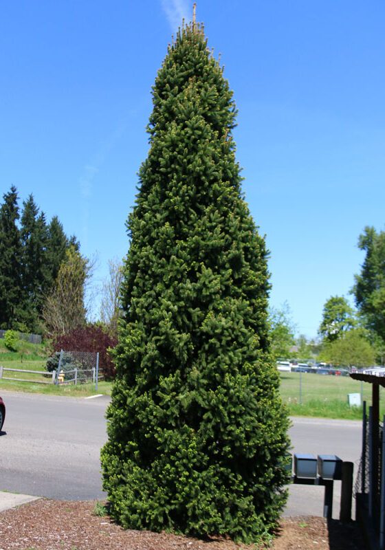 Columnar Spruce in a Colorado landscape