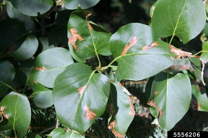 Common Lilac — Lilac Leafminer