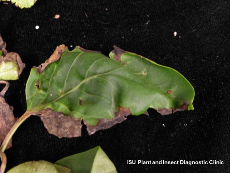 Common Lilac — Powdery Mildew