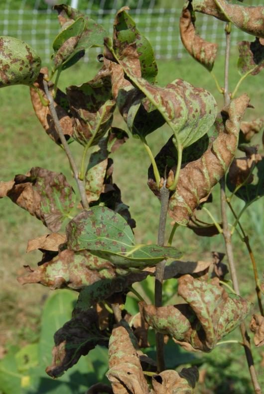 Common Lilac — Bacterial Blight