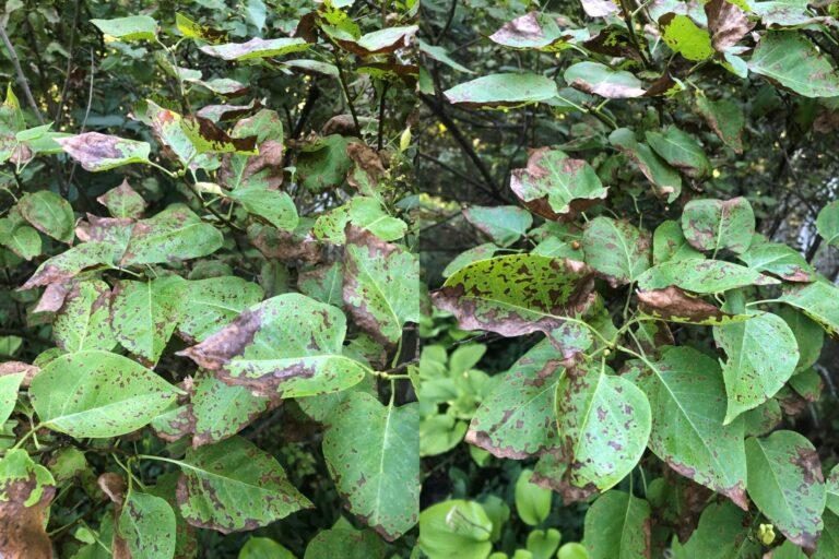 Common Lilac — Bacterial Blight