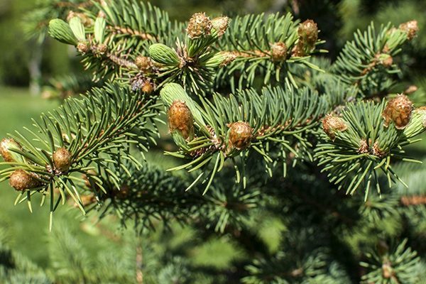 concolor fir buds
