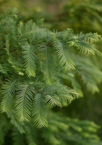 Fir trees recommended for Colorado landscapes
