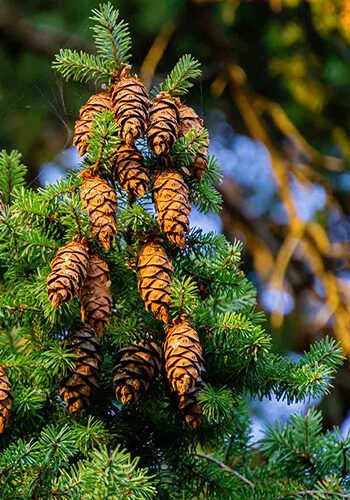 Pine trees recommended for Colorado landscapes