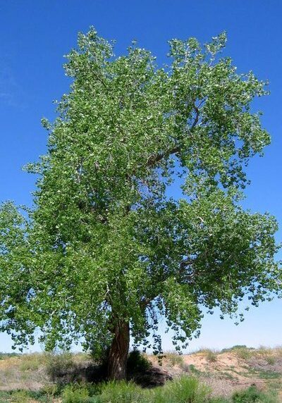 Cottonwood in a Colorado landscape