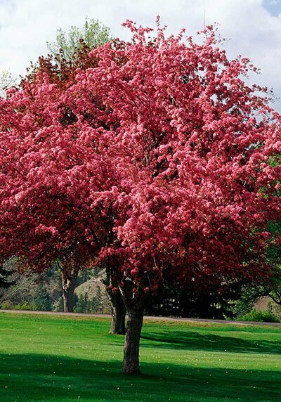 crabapple tree