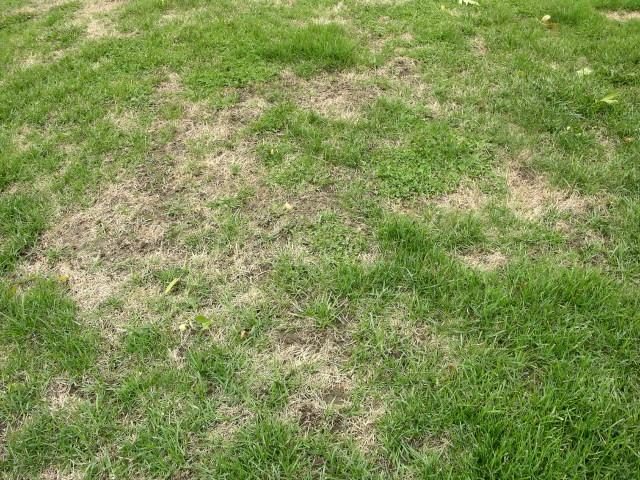Cranberry Girdler (Turf) diagnostic reference photograph
