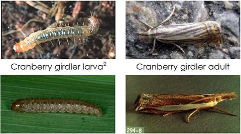 Cranberry Girdler (Turf) diagnostic reference photograph