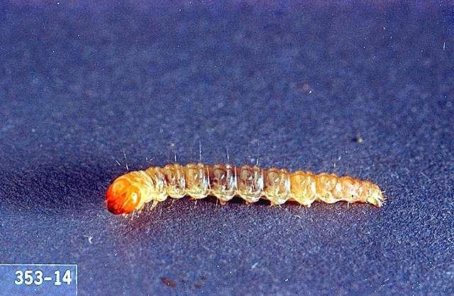Cranberry Girdler (Turf) diagnostic reference photograph