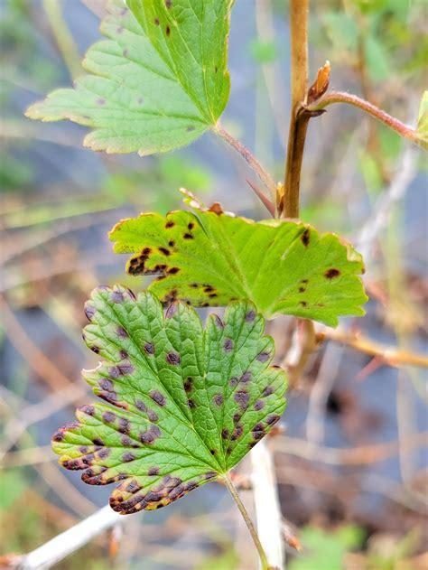 Currant — Powdery Mildew