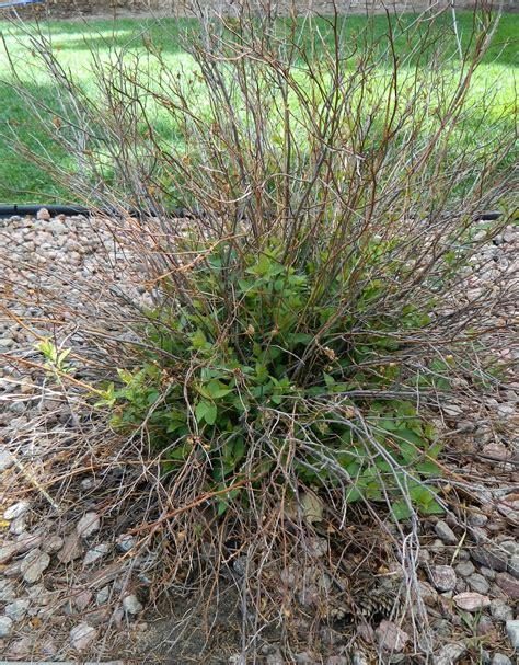 Currant — Leaf Spot / Anthracnose