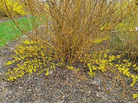 Currant — Cane Dieback