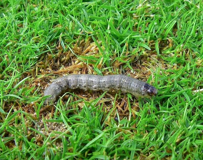 Cutworms (Turf) diagnostic reference photograph