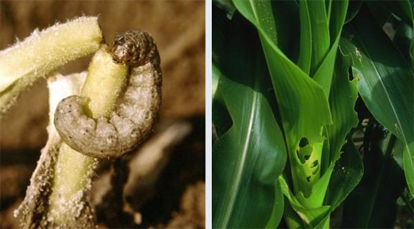 Cutworms (Turf) diagnostic reference photograph