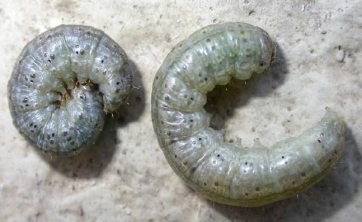 Cutworms (Turf) diagnostic reference photograph