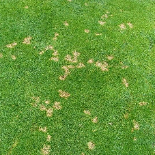 Dollar Spot diagnostic reference photograph