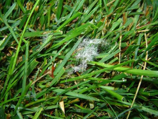 Dollar Spot diagnostic reference photograph